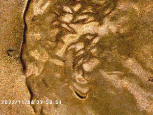2025-D-Lincoln-With-Possible-Double-Ear